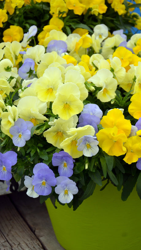 Viola wittrockiana 'Cool Wave' – hängande, frosttåliga penséer med riklig och långvarig blomning i ljust blått, lavendel, gult och vitt; ideal för vårplantering i ampel, kruka eller som marktäckare från Mäster Grön