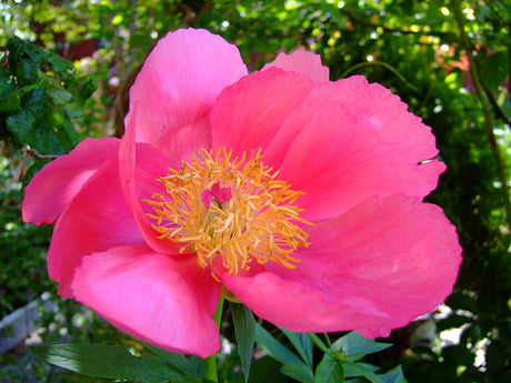 Pion Coral Flame i blom – coralröd hybridpion/doftpion med rik blomning maj–juli; trivs i halvskugga och näringsrik, väldränerad, kalkrik jord; planteras grunt på hösten för bästa resultat.