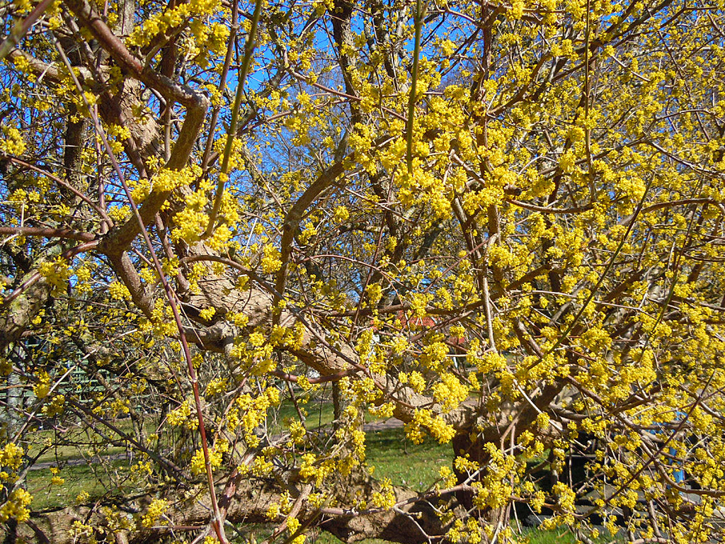 Körsbärskornell (Cornus mas) med gula stjärnblommor som blommar tidigt på våren före lövsprickningen; lättskött prydnadsbuske för soligt läge och väldränerad, något kalkhaltig jord; klarröda bär till saft och sylt.