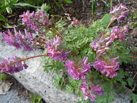 Corydalis solida 'Beth Evans' – lilarosa nunneört, odlingsvärd namnsort av vårblommor i Göteborgs botaniska trädgård, för halvskugga i lökgård och rabatt