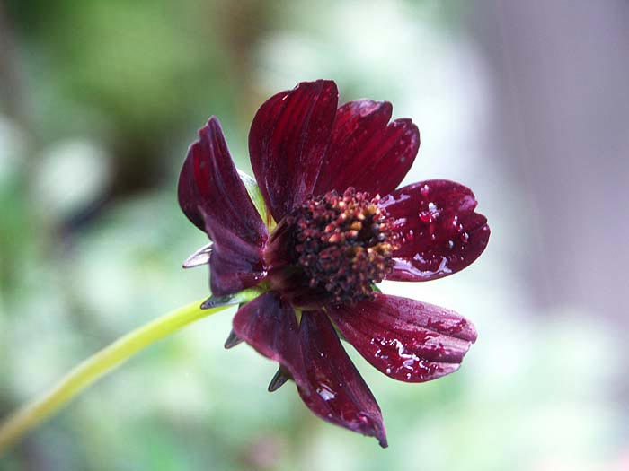 Chokladblomma (Cosmos atrosanguineus) i svensk odling – värmekrävande prydnadsväxt som gynnas av klimatförändringar, längre odlingssäsong och mikroklimat; kan odlas längre norrut från Skåne till Mälardalen enligt SLU:s Fanan-projekt.