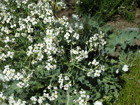 Strandkål (Crambe maritima) på Västkustens havsstrand i Sverige – blågröna, köttiga blad och vita blommor (juni–juli) i kalkrik sandjord nära tång; ätbar, odlingsvärd men fridlyst på vissa platser.