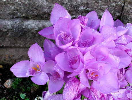 Höstkrokus i trädgården – Crocus banaticus med purpurlila blommor, längre yttre kronblad och nakna stjälkar, höstblommande krokus för soligt, väldränerat läge