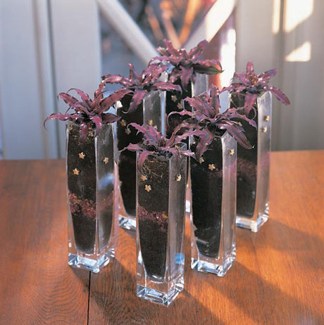 Cryptanthus bivittatus – stjärnformad krukväxt med julröda blad; perfekt julväxt och levande julpynt. Dekorera med guldglitter eller grupplantering för hållbar julstämning.