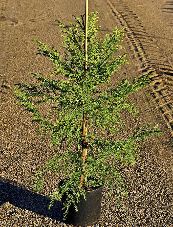 Kryptomeria, japansk ceder (Cryptomeria japonica) fk Göteborg – alltidgrön och härdig zon 3 med rödbrun flagnande bark, blågröna barr och pyramidformad krona; robust parkträd från Göteborgs botaniska trädgård.
