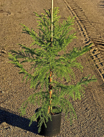 Kryptomeria, japansk ceder (Cryptomeria japonica) fk Göteborg – alltidgrön och härdig zon 3 med rödbrun flagnande bark, blågröna barr och pyramidformad krona; robust parkträd från Göteborgs botaniska trädgård.