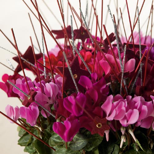 Blommande cyklamen (Cyclamen persicum) i kruka – populär höst- och vinterväxt i ljust, svalt läge; lätt fuktig jord, vattnas på fat.