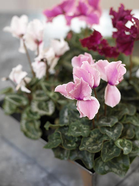 Cyklamen (Cyclamen persicum) – knölväxt i Primulaceae med rosa, lila, vita och röda blommor. Inomhusväxt för höst/vinter; ljust men ej direkt sol, svalt, vattning underifrån, jämnt fuktig jord, sparsam gödsel.
