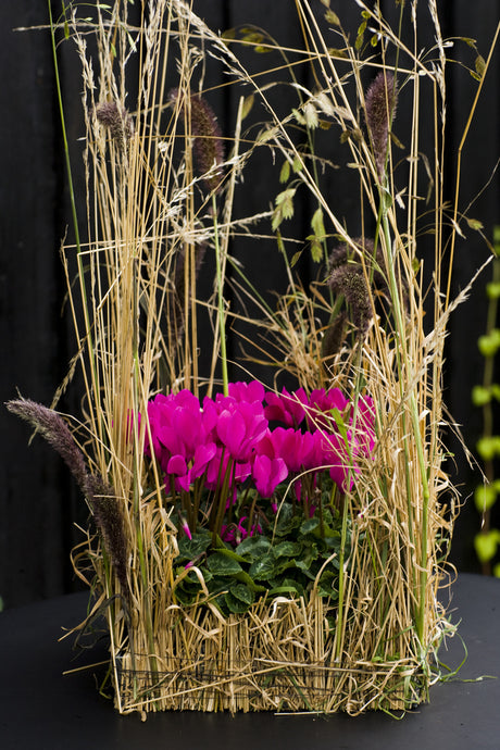 Cyklamen (Cyclamen persicum) i ton‑i‑ton höstarrangemang – färgstarka krukväxter i rött, rosa och vitt för sensommarens och höstens fönster och uteplatser.