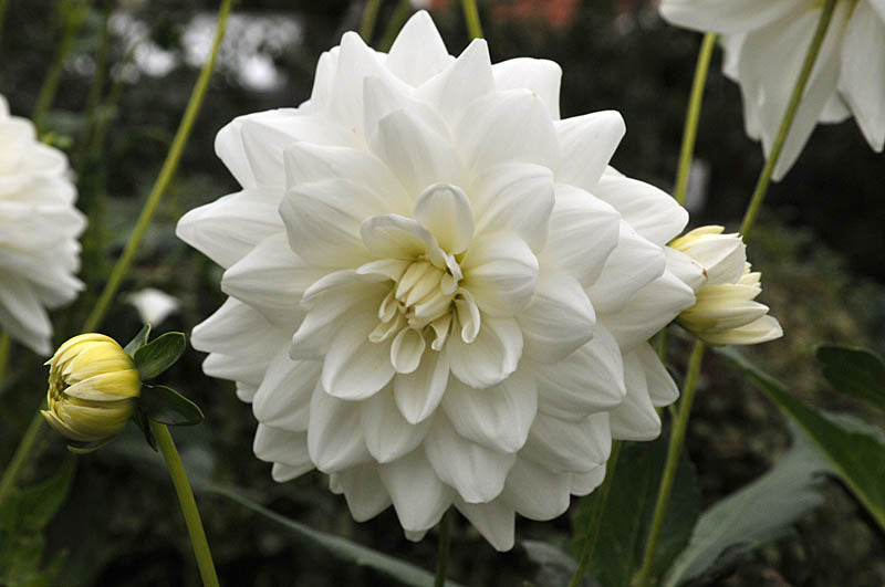 Dahlia ’Anna Lindh’ – knölväxt för sommarblomning i perennrabatt eller kruka; trivs i soligt läge med näringsrik jord, förkultiveras inomhus och övervintras frostfritt; utmärkt till buketter.