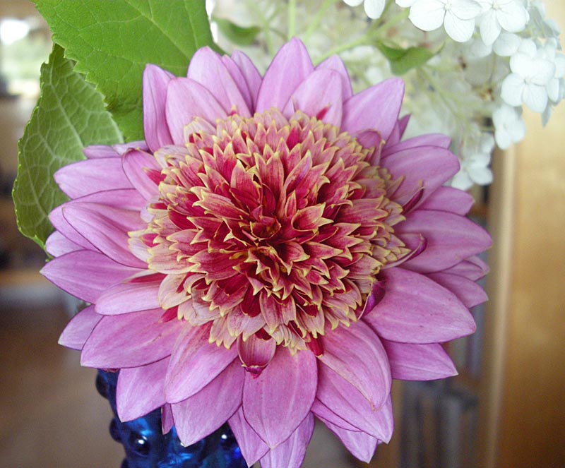 Dahlia 'Mambo Ivas' i full blom – odlingstips: förkultivering av dahliaknölar, plantering i kruka och på friland, vattning, gödsling och frostfri övervintring 4–6 °C.