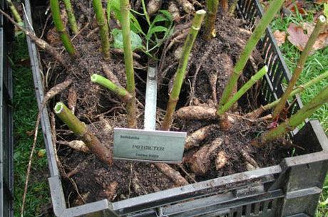 Dahliaknölar i låda för vinterförvaring – uppgrävda efter frost, stående i luftiga lådor för att torka med jord kvar; märkning av knölar och förvaring frostfritt 12–15 grader i lätt fuktad sand och torvströ (60/40).