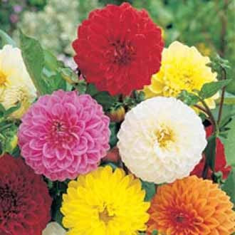 Dahlia Showpiece Mixed – dahlior i botanisk komposition som anknyter till Carl von Linné och boken Linné och hans resor; lättläst faktabok av Britt‑Marie Hallbert (LL‑förlaget) om svensk natur, Öland, Gotland, Skåne och Västra Götaland.