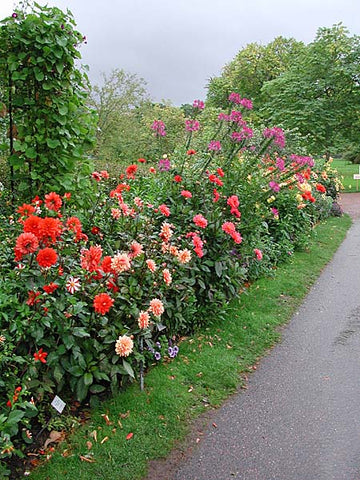 Bishop-dahlia med mörka blad och lysande enkla blommor i sensommarens trädgård – dahliornas färgprakt och mångfald, höstens grande finale i rabatten