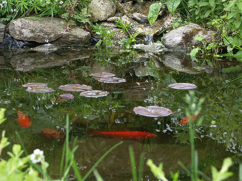 Trädgårdsdamm med fiskar på hösten – rensa dammen från löv, ta upp pumpen, lägg nät över dammen och använd vintervakt för syrehål i isen; höststädning i trädgården och skydda växter.