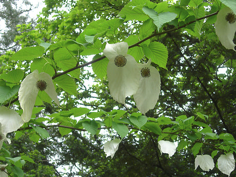 Näsduksträdet (Davidia involucrata) i blom med bländvita högblad som liknar näsdukar, maj–juni i Göteborgs botaniska trädgård; exotiskt träd från Kina, knappt härdigt norr om Göteborg.