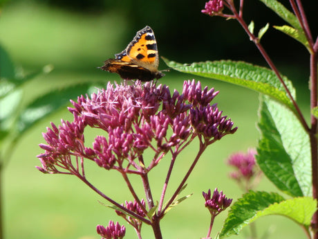 Det blommar i trädgården: beskärning av tidigblommande buskar, plantera höstblommande perenner som rosenflockel, höstastrar, kärleksört och rudbeckia, och så sommarblommor som blåklint, rosenskära och indiankrasse.