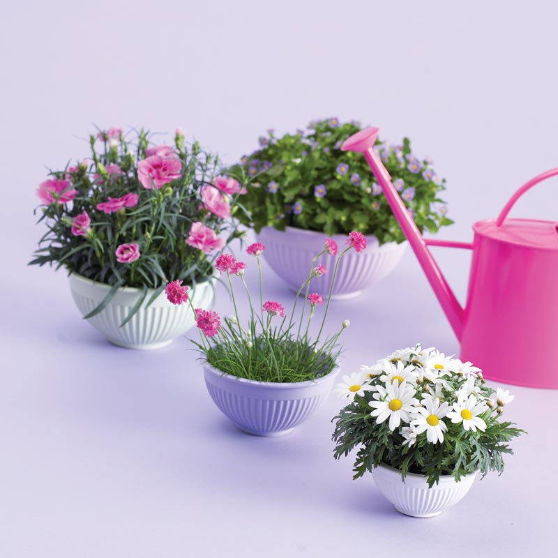Nejlika (Dianthus) i blom i kruka på terrass – doftande krukväxt och utplanteringsväxt som trivs i soligt läge, perfekt som sommarblomma för uteplats.