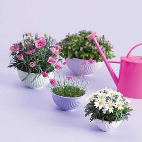 Nejlika (Dianthus) i blom i kruka på terrass – doftande krukväxt och utplanteringsväxt som trivs i soligt läge, perfekt som sommarblomma för uteplats.