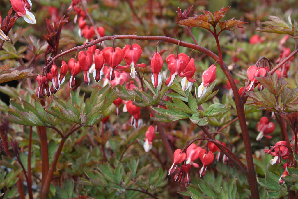 Löjtnantshjärta, Dicentra spectabilis ’Valentine’, med rödvita hjärtformade blommor, purpurbruna stjälkar och mörkbladigt bladverk – långblommande perenn för halvskugga i väldränerad jord, idealisk i perennrabatt.