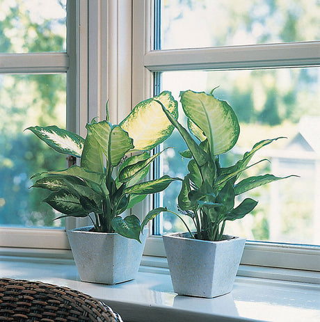 Dieffenbachia maculata (prickblad) – lättskött kontorsväxt för arbetsplatsen som renar luften, ökar kreativitet, minskar stress och förbättrar arbetsmiljö