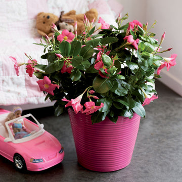 Dipladenia sanderi (Mandevilla) i Pure Living-inredning – skulpturalt växtarrangemang med organiska former som för in natur, feminin elegans och tidlös harmoni i hemmet enligt 2025 års trend.