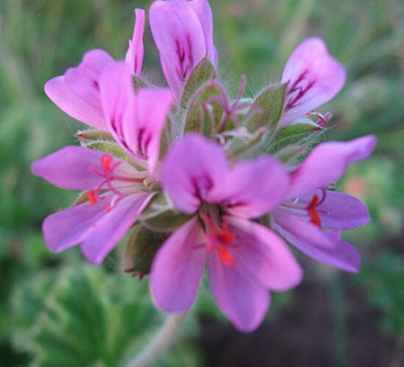 Doftpelargon 'Pink Capitatum' (Pelargonium capitatum) med lilarosa blommor och rosendoftande blad – sydafrikansk pelargon för odling, skötsel och övervintring på balkong, i uterum och köksträdgård.