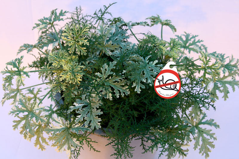 Doftpelargon med snigel i solig trädgård – geraniumolja i bladen avskräcker sniglar och skadedjur; lättskött pelargon med skötselråd för kruka och rabatt.