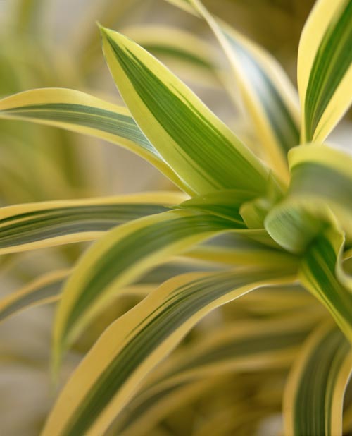 Banddracena (Dracaena deremensis) – luftrenande, allergivänlig inomhusväxt från Östafrika (Dracaenaceae); lättskött krukväxt för ljust läge/halvskugga som höjer luftfuktighet i hem och kontor.