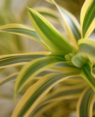 Banddracena (Dracaena deremensis) – luftrenande, allergivänlig inomhusväxt från Östafrika (Dracaenaceae); lättskött krukväxt för ljust läge/halvskugga som höjer luftfuktighet i hem och kontor.
