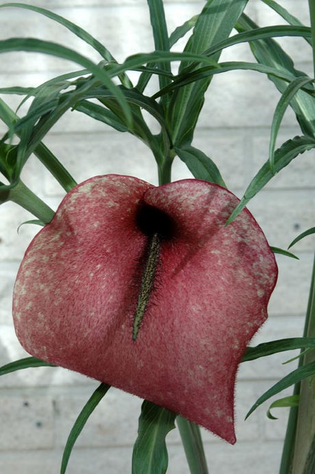 Fläckig drakkalla – Helicodiceros muscivorus (Dracunculus muscivorus), Dragon’s Mouth, med rödbrunt hårigt leopardfläckigt hölsterblad och svansliknande kolv; stank av ruttet kött som lockar flugor.