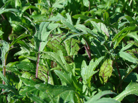 Pallkrageodling med bladgrönt – odla i pallkrage med sallat, rucola, spenat, mizuna och pak choi i kompostjord och markväv; tidig sådd, enkel skötsel och kontinuerlig skörd i ogräsfri odlingslåda.