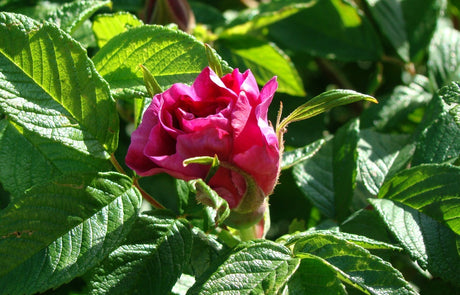 Trädgård med friska plantor – växtskydd i praktiken: rätt växt på rätt plats, förebyggande skötsel, biologisk bekämpning (nyckelpigor, nematoder), fiberduk/snigelstaket mot sniglar och bladlöss, ekologisk odling.