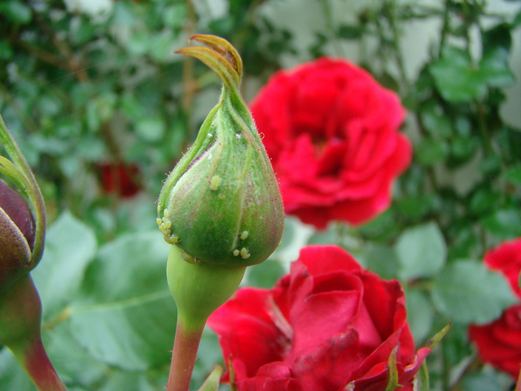 Matnyttigt om ohyra och sjukdomar: växtskydd i trädgården med förebyggande åtgärder och biologisk/mekanisk bekämpning av skadedjur som bladlöss, sköldlöss, liljebaggar och mördarsniglar; odlingsväv, växtföljd och såpsprit mot löss.
