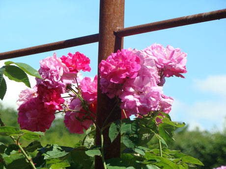 Jordtrötthet (återplanteringssjuka/replant disease) i rosväxter: orsaker nematoder, svampar, toxiner; symptom hämmad tillväxt, rotskador; åtgärder byta jorden, kogödsel, tagetes, växelbruk för rosor och fruktträd.