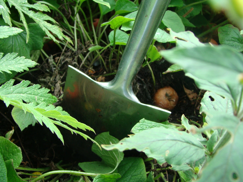 Delning av perenner steg för steg: dela växter med vass spade/grepe genom rotklumpen, rensa rötter och plantera i näringsrik jord; vattna ordentligt på höst eller vår för bästa resultat.
