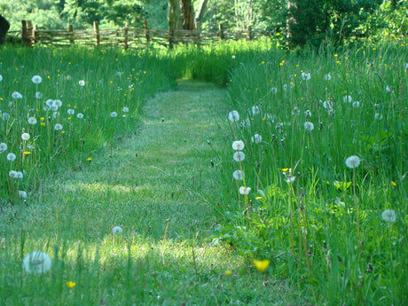 Juni i trädgården: blommande perenner och sommarblommor i kruka, ogräsrensat grönsaksland med gallrade rader, välklippt gräsmatta med marktäckning av gräsklipp, stöd för höga växter och halm runt jordgubbar.