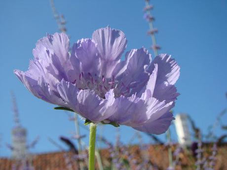 Tusen Trädgårdar 2024 – Sveriges största trädgårdsevenemang: öppna privata trädgårdar, kolonilotter, stadsparker, botaniska trädgårdar. Planera besöket via Trädgårdsriket.