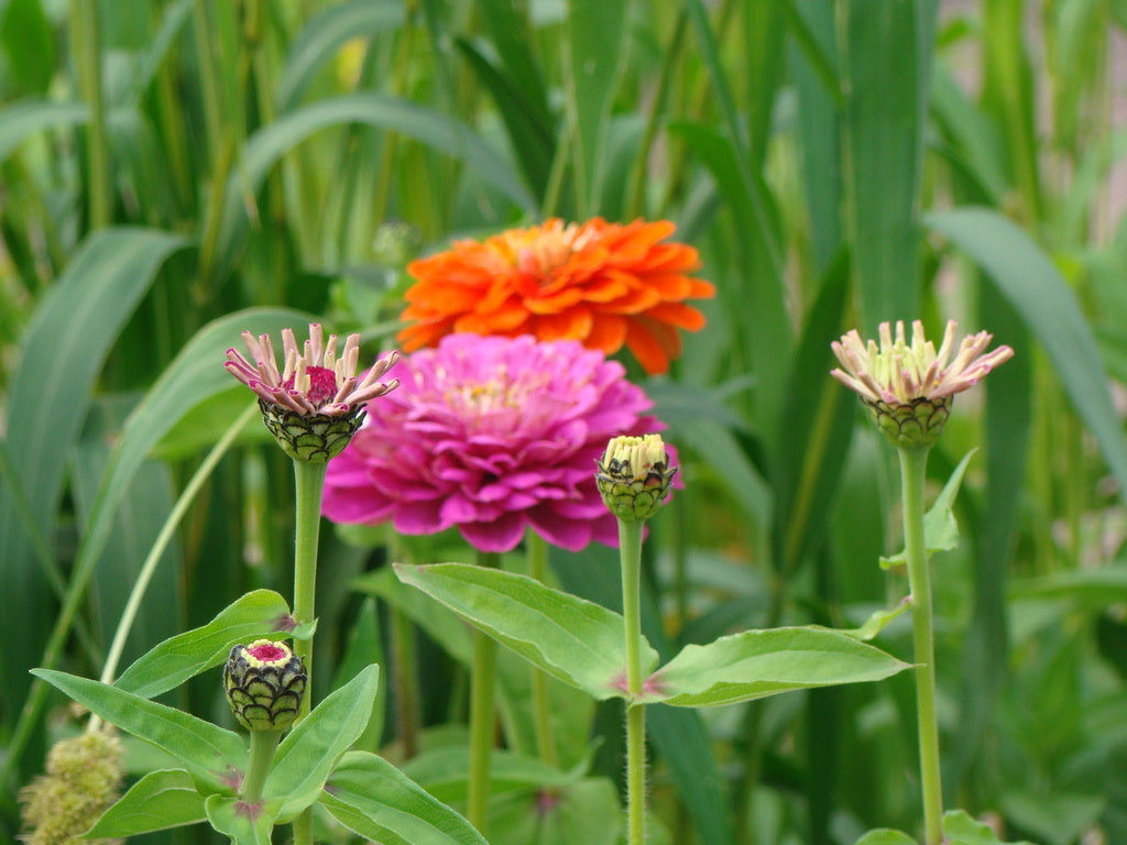 Trädgård på liten budget – återbruk och gör det själv; småplantor och perenner, sticklingar, kompostera, hästgödsel och sparade blomsterlökar för smart odling
