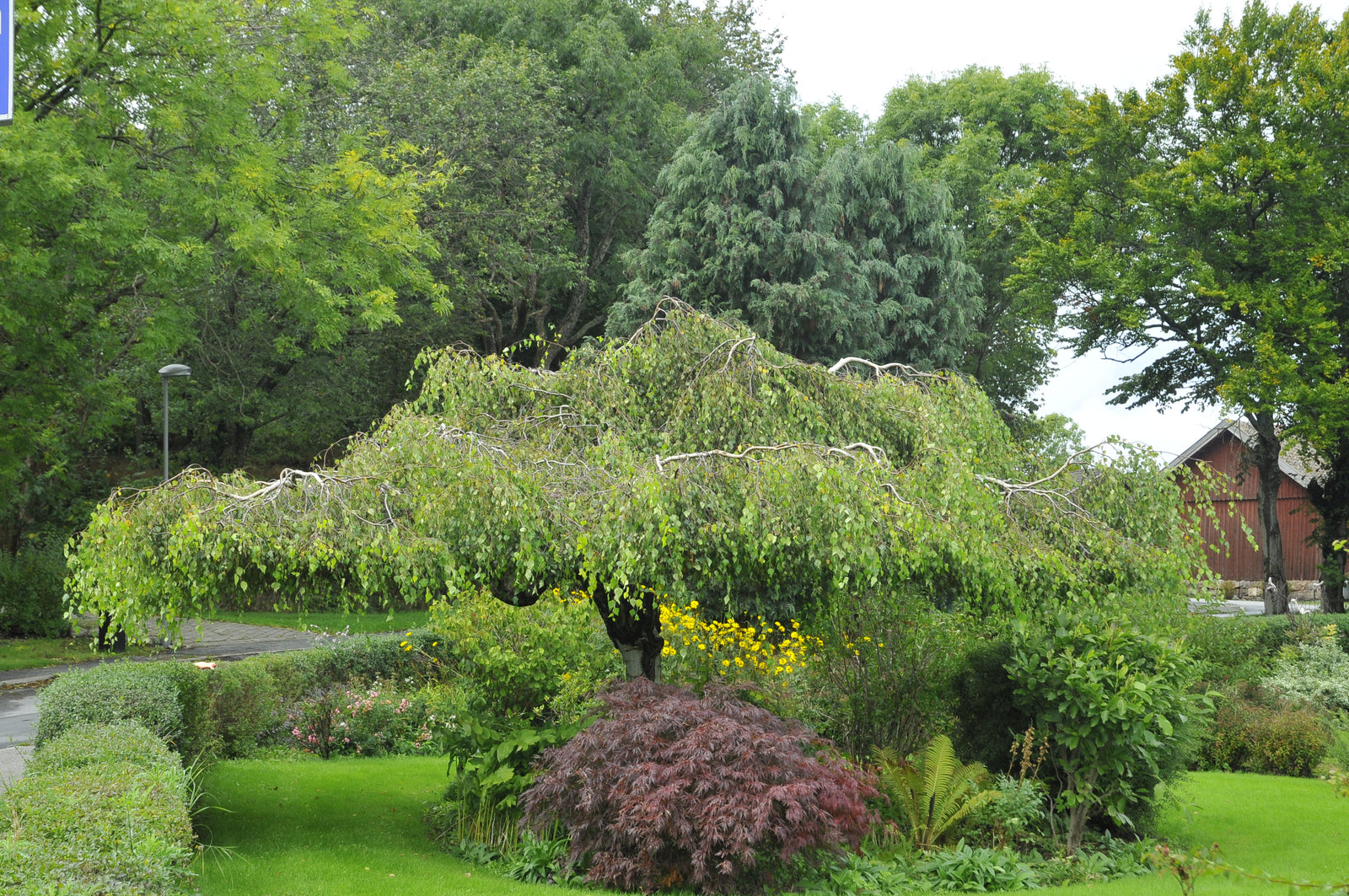 Sensommar- och höstbeskärning under JAS-månaderna i lökängen (Liljornas prärie) – klippning och beskärning av träd, fruktträd, bärbuskar, häckar och perenner för en frisk och vacker trädgård.