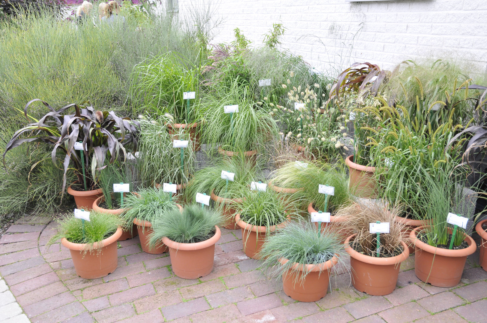 Färgstarka höstkrukor – Höstfägring® och Höstglädje™ med perenner som alunrot (Heuchera), revsuga (Ajuga reptans), penningblad, gräskalmus och sedum; passar balkonglådor, tål kyla och lätt frost.