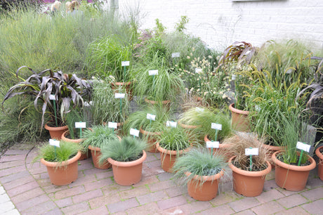 Färgstarka höstkrukor – Höstfägring® och Höstglädje™ med perenner som alunrot (Heuchera), revsuga (Ajuga reptans), penningblad, gräskalmus och sedum; passar balkonglådor, tål kyla och lätt frost.