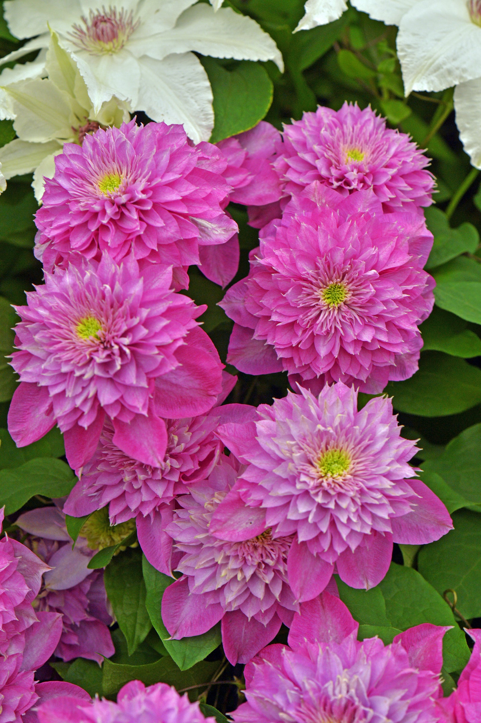 Odla.nu odlingsråd – plantering i väldränerad, mullrik jord och skötsel av minikiwi, kiwi, vindruva, blåbär, hallon, fikon, havtorn och aronia för svenska trädgårdar