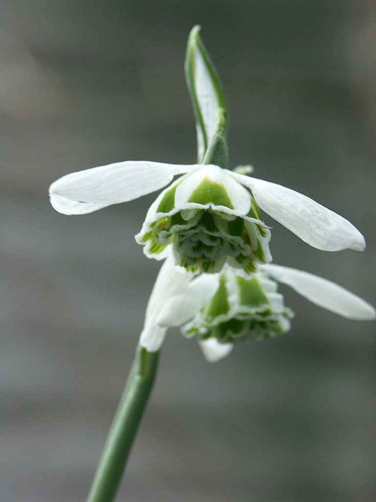 Dubbel snödroppe ’Hippolyta’ (Galanthus nivalis) – vårens första vårblommande lökväxt; vit klockblomma med gröna teckningar i tidig vårträdgård, snödroppar och snöklockor.