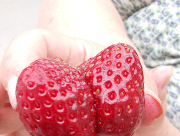 Mogna jordgubbar (Fragaria x ananassa) på solig, vindskyddad plats i väldränerad, svagt sur jord (pH 5,5–6,5) – odla jordgubbar: marktäckning, revor, skörd, gråmögel, mjöldagg.