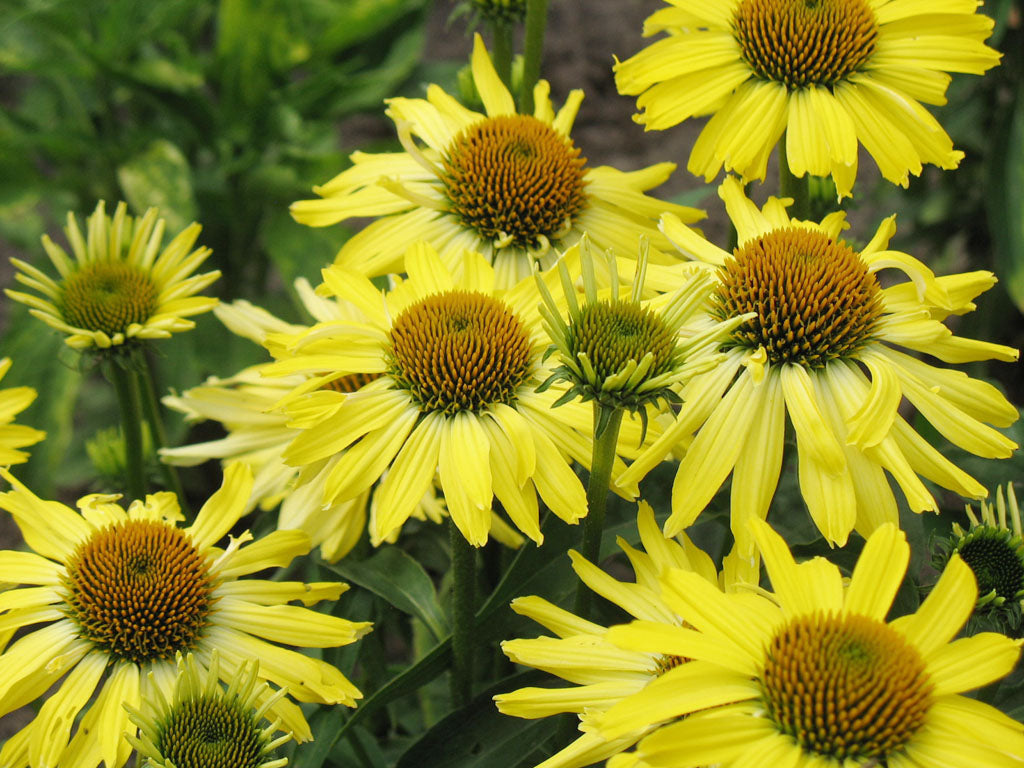 Rådjurssäker perenn: Echinacea ‘Cleopatra’ (solhatt) med gula blommor – växt som rådjur undviker och som skyddar trädgårdsrabatten.