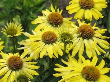 Gul solhatt Echinacea purpurea 'Cleopatra' – röd rudbeckia med solgula blommor och orange mitt; robust, torktålig, rådjurssäker perenn som gynnar pollinatörer.