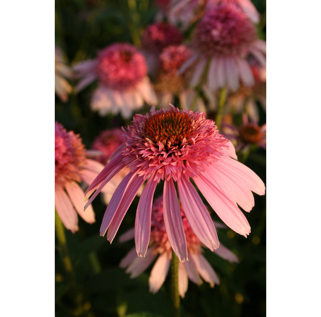 Rosa solhatt – Echinacea purpurea 'Pink Sorbet' (röd rudbeckia) med doftande, halvdubbla fransiga rosa blommor; robust, torktålig perenn för solig, väldränerad perennrabatt med lång blomning juli–september, älskad av fjärilar, humlor och bin.