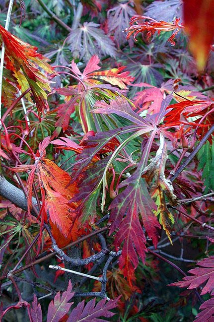 Japansk lönn Acer japonicum 'Aconitifolium' med färgglada höstlöv – intensiva röda, orange och gula höstfärger för en lysande höstträdgård
