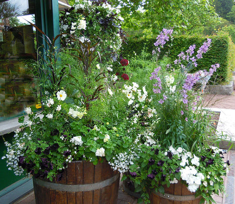 Vit bas och sommarblommor i ektunnor vid Botans infobutik, Botaniska trädgården i Göteborg: hänglobelia, flitiga lisa, petunia 'Mystical Phantom', rosenskära, snöflinga och kolvhirs 'Red Jewel'